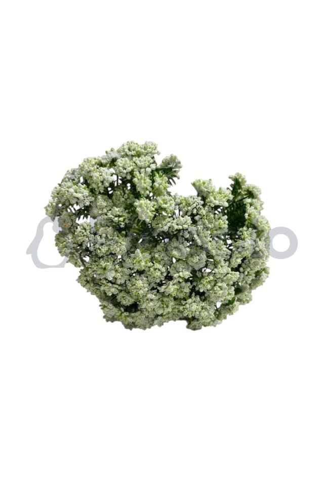 Sedum Cipso 9 Dallı Yapay Çiçek PNG-501 Krem
